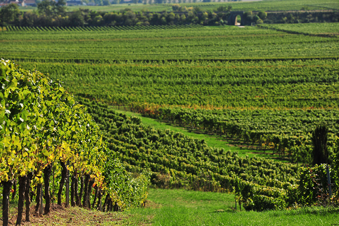 Weingut Wolfgang & René Peth GbR