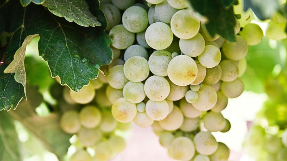 Weingut Bürgermeister Adam Schmitt