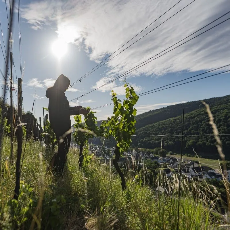 Dagernova Ahr Weinmanufaktur / Vinothek in Dernau