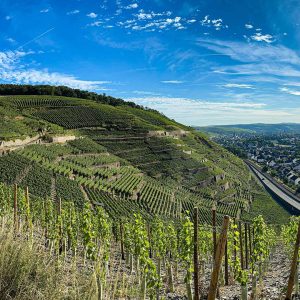 Weingut Coels