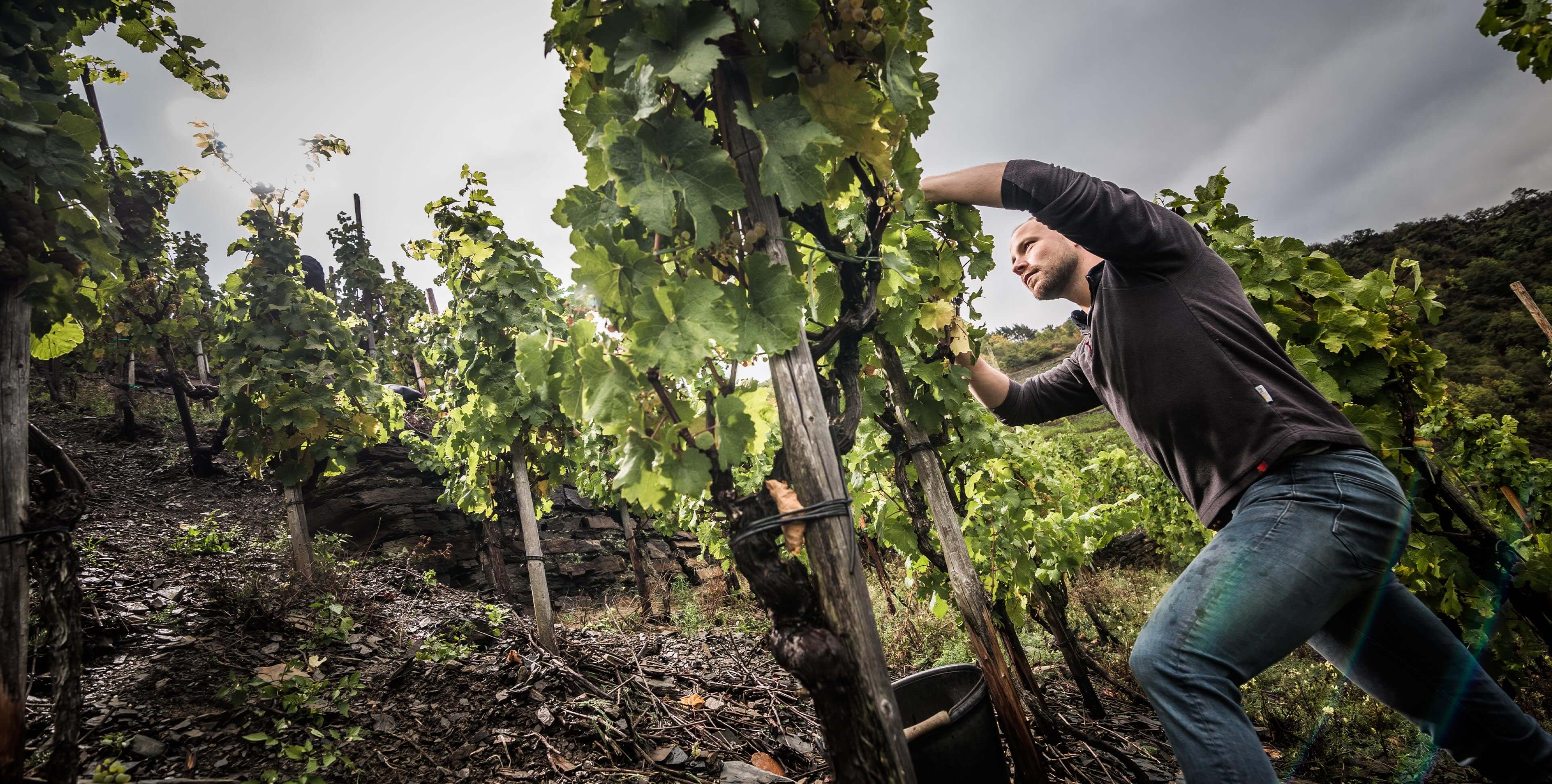 Weingut Sermann
