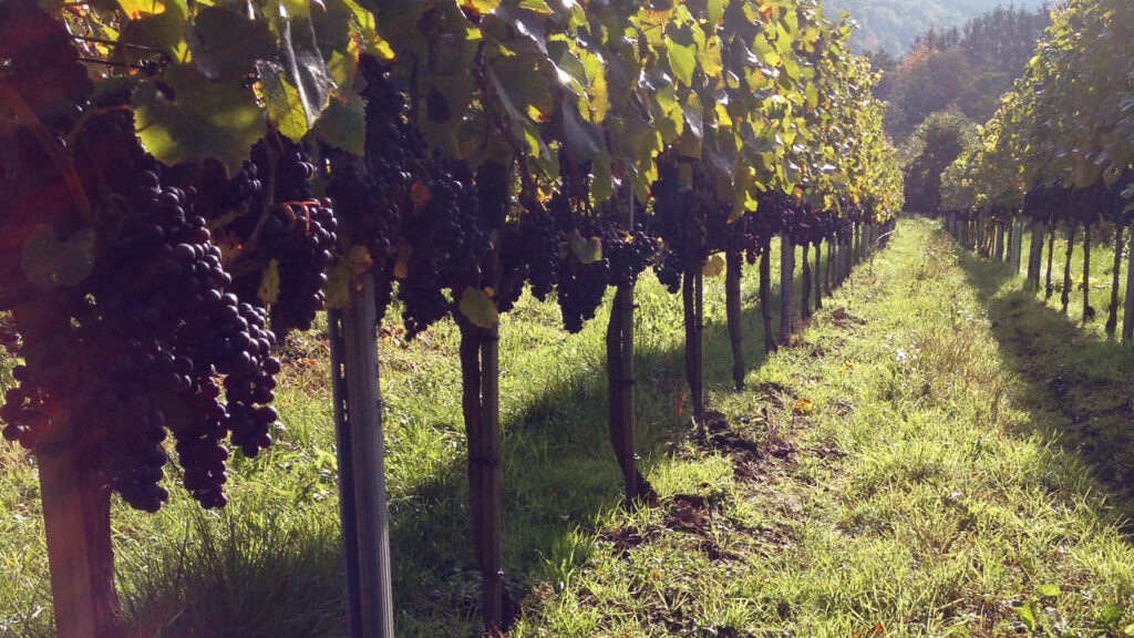 Weingut und Restaurant St. Nepomuk