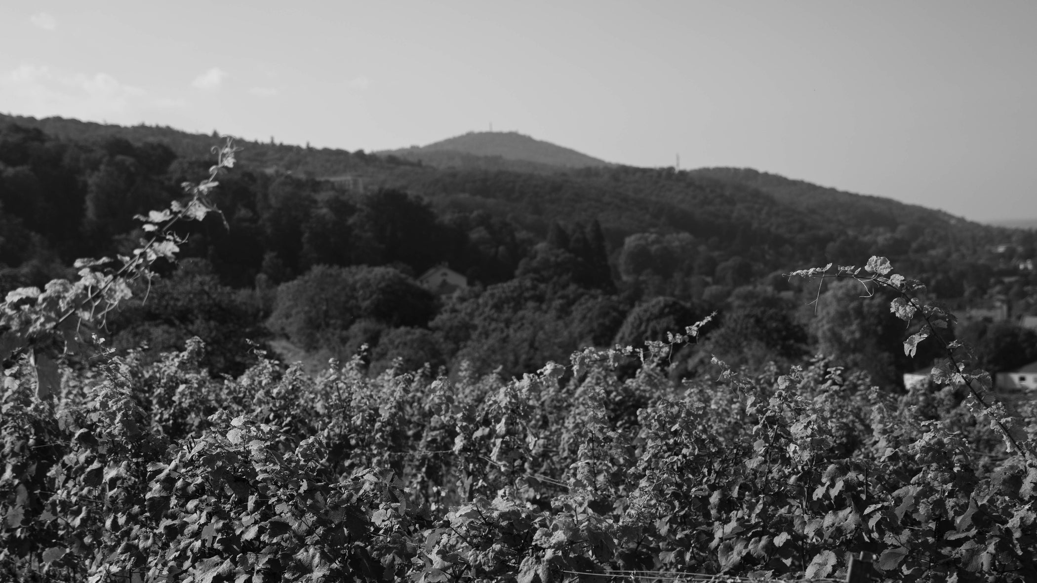 Feligreno Bergsträßer Bioweinbau