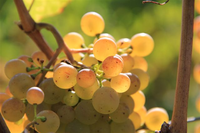 Weingut Knobloch