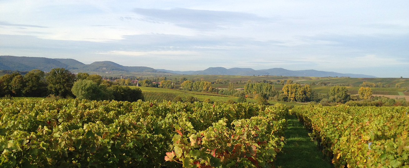 Öko-Weingut Thomas Schaurer