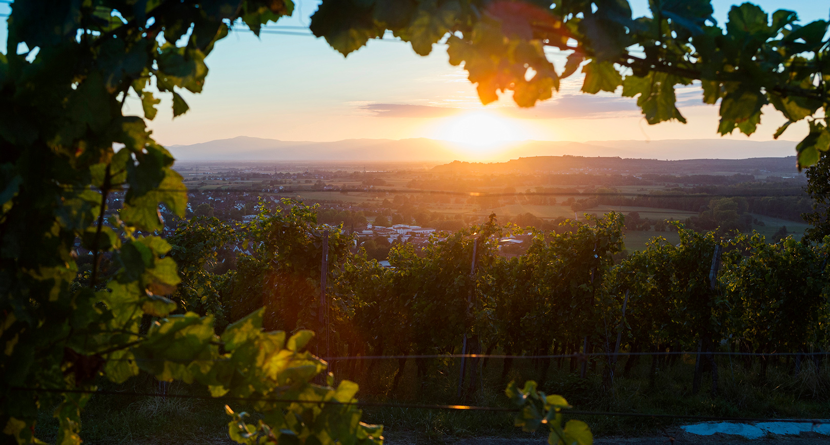Bioweingut Mißbach GbR