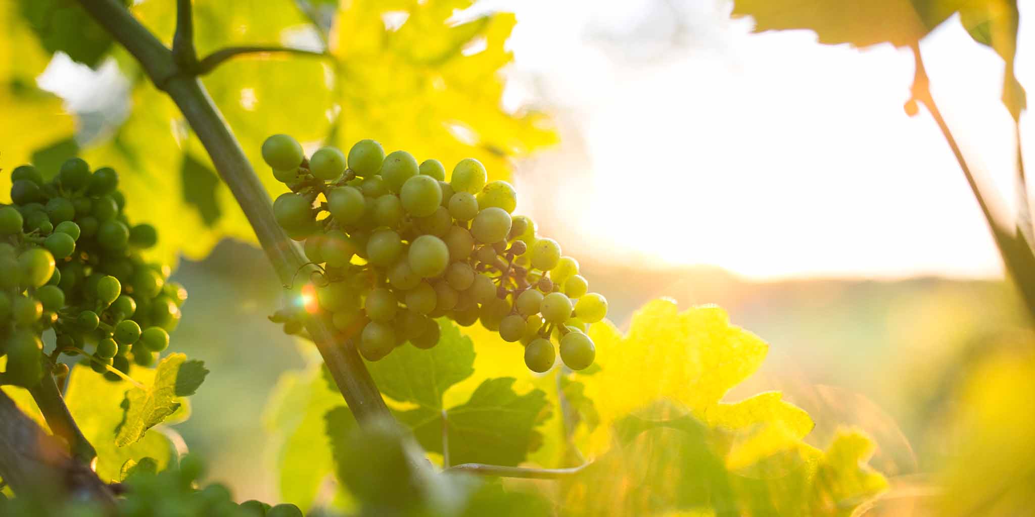 GWF Winzergenossenschaft Franken