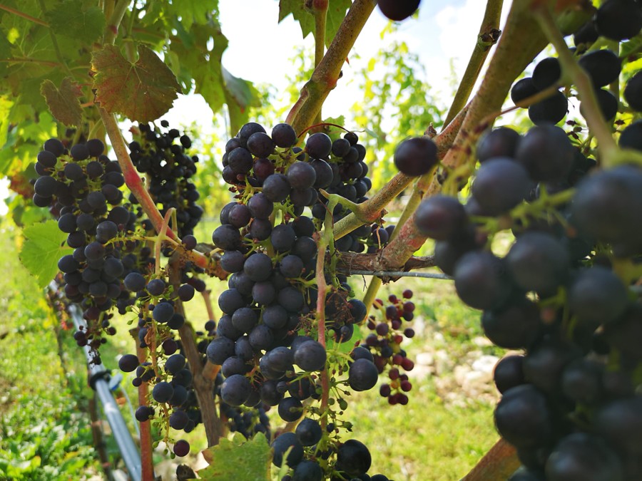 Bleimer Schloss Wein & Sekt