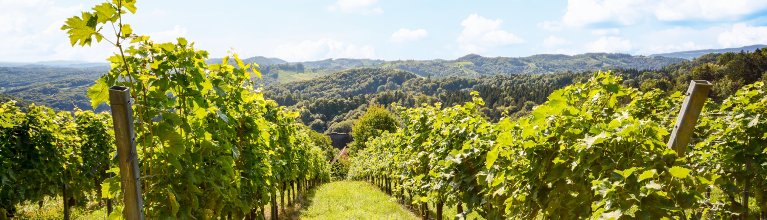 Reh Kendermann GmbH Weinkellerei