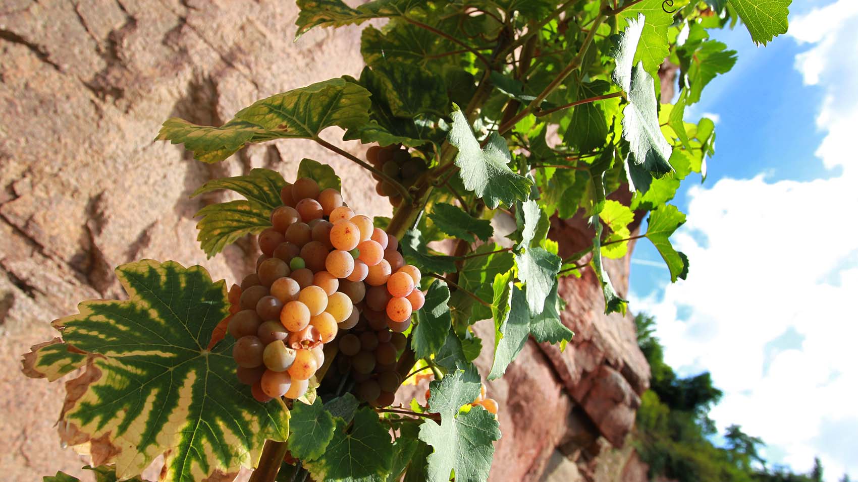 Sächsische Winzergenossenschaft Meißen eG