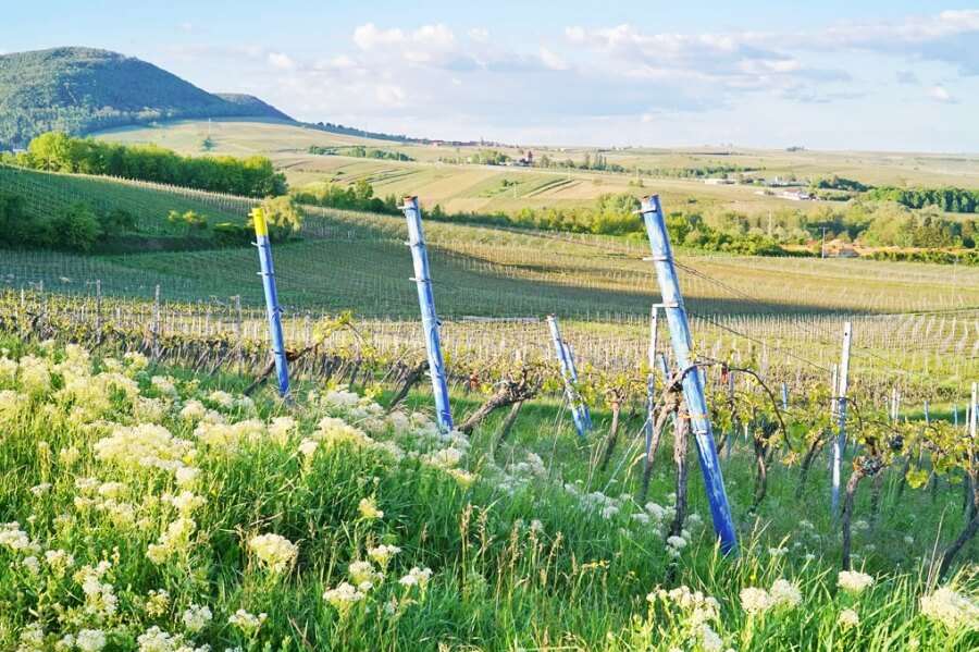 Wein- & Sektgut Wilhelmshof