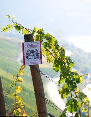Wein- und Gästehaus Genetsch