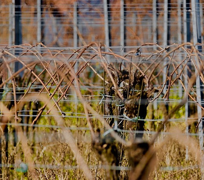 Weingut Amselhof