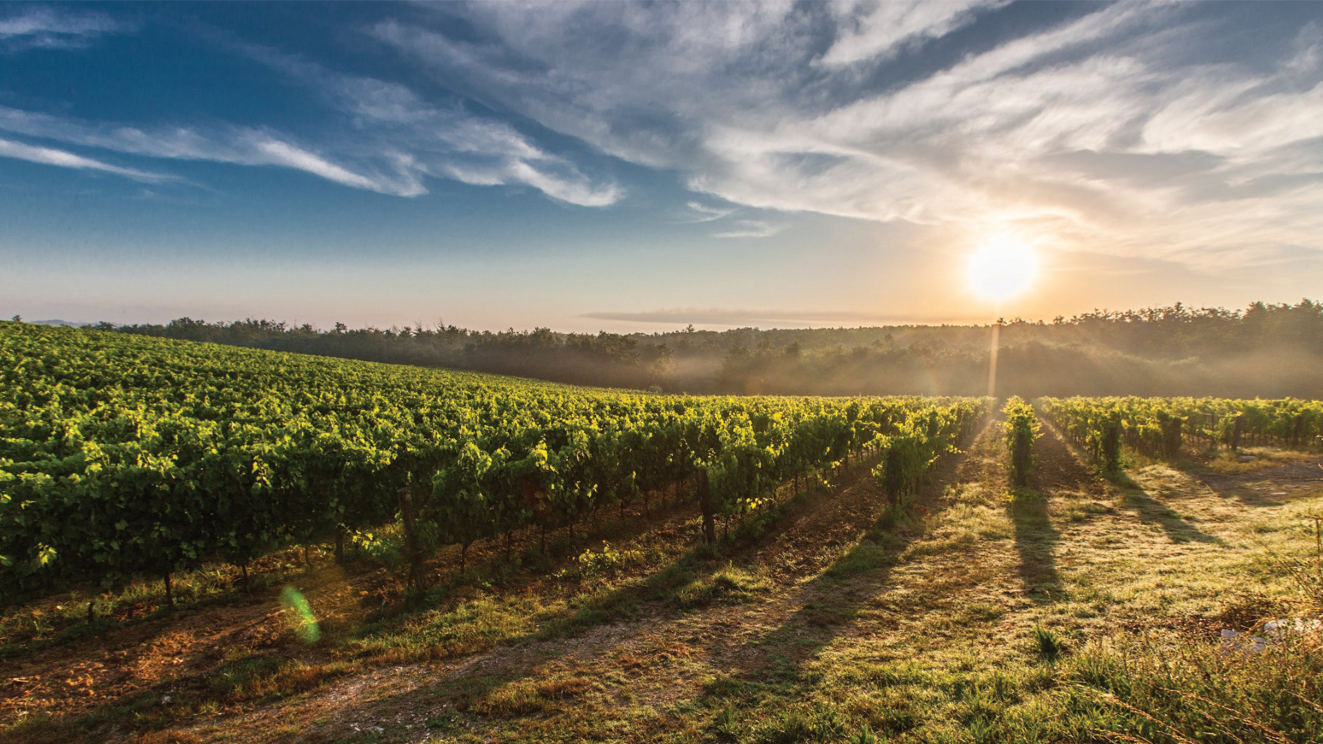 Weingut Bendehof- Gerd und Niklas Winter GbR