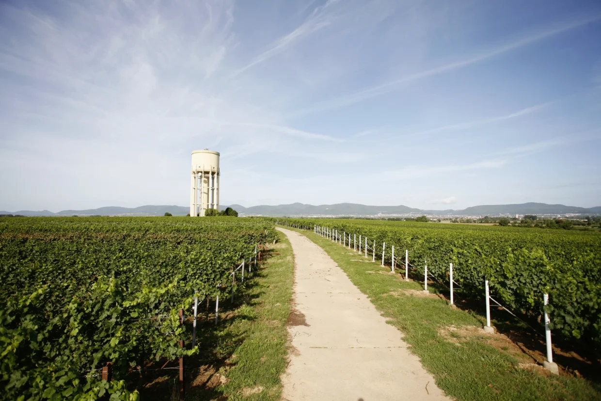 Weingut Bergdolt-Reif & Nett