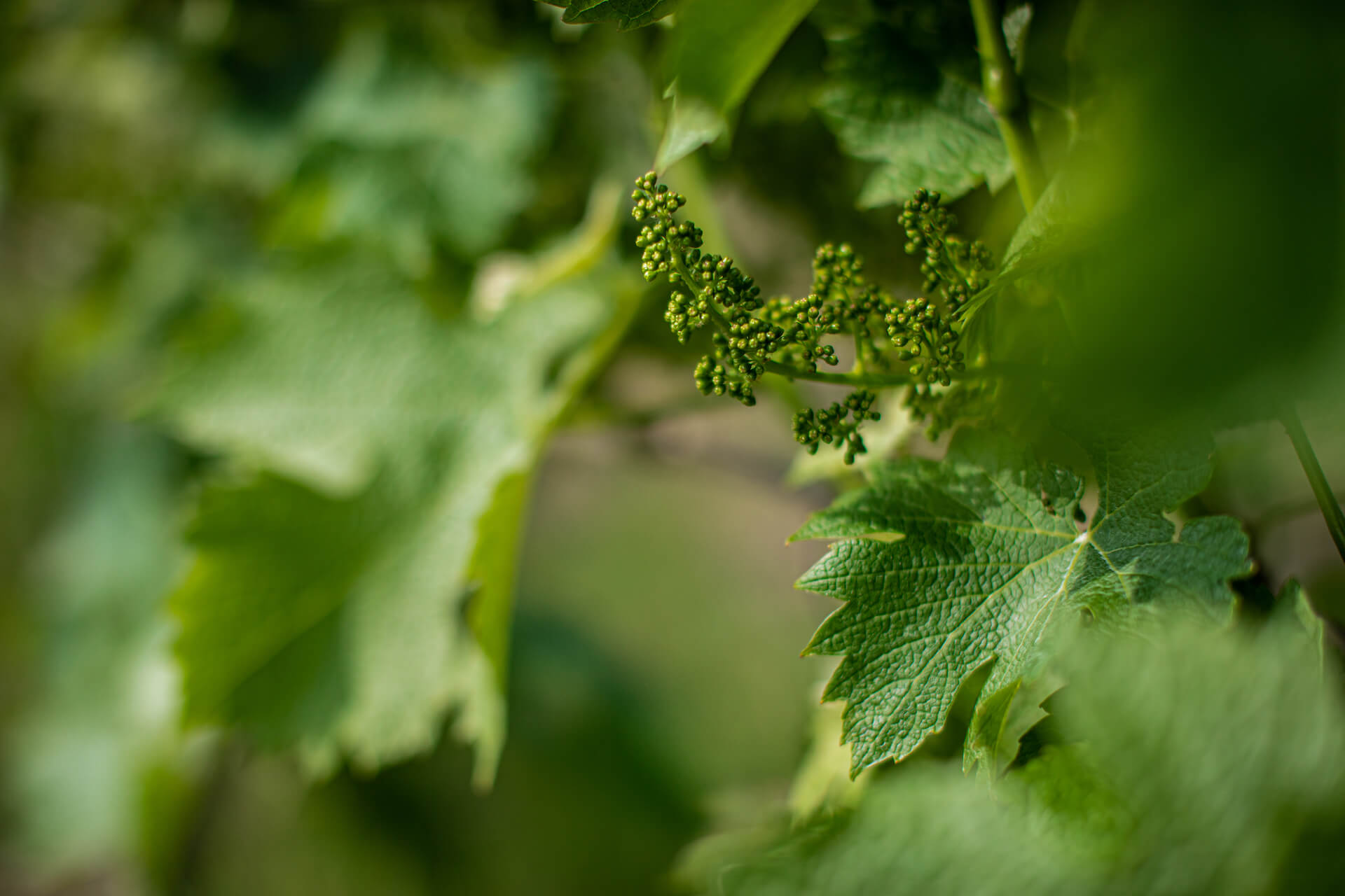Weingut Biolandhof Rinklin