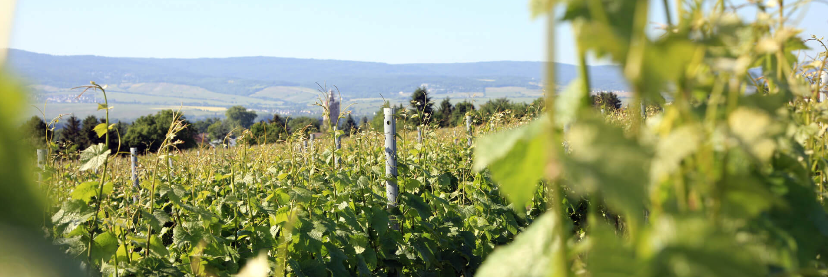 Weingut Brummund