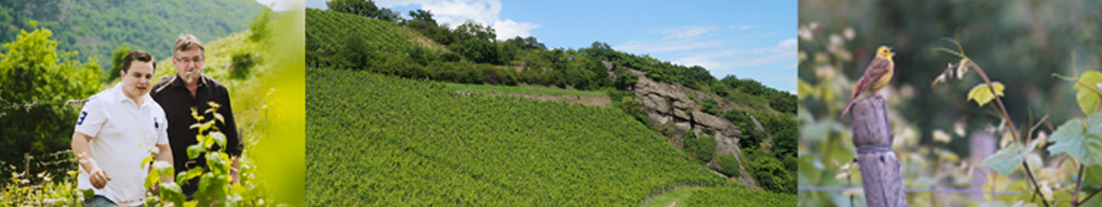Weingut Daum