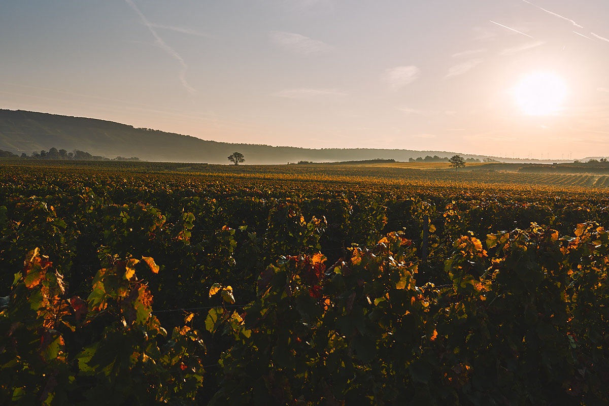 Weingut Familie Rauen