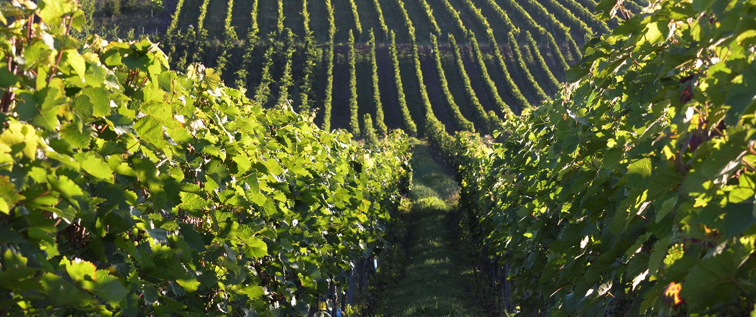 Weingut H. Gindorf