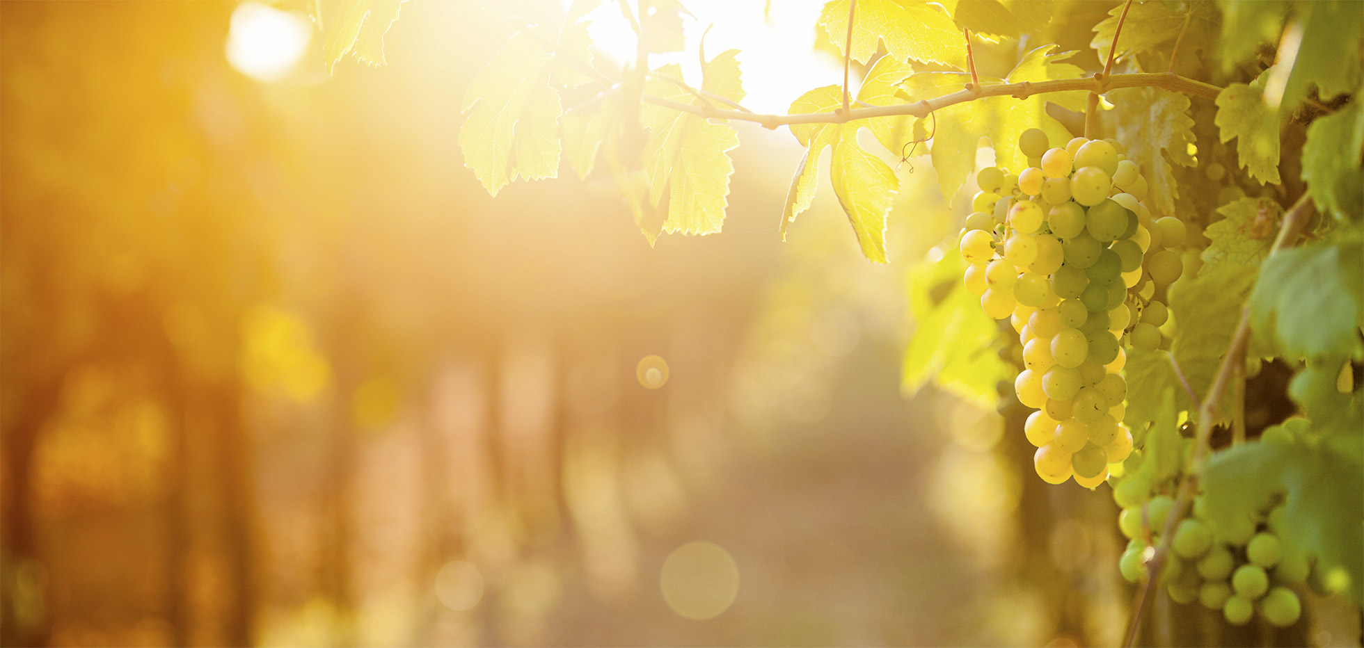 Weingut Heinemann