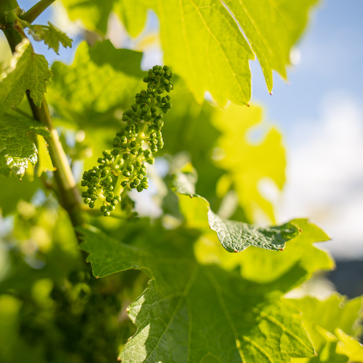 Weingut Heribert Boch