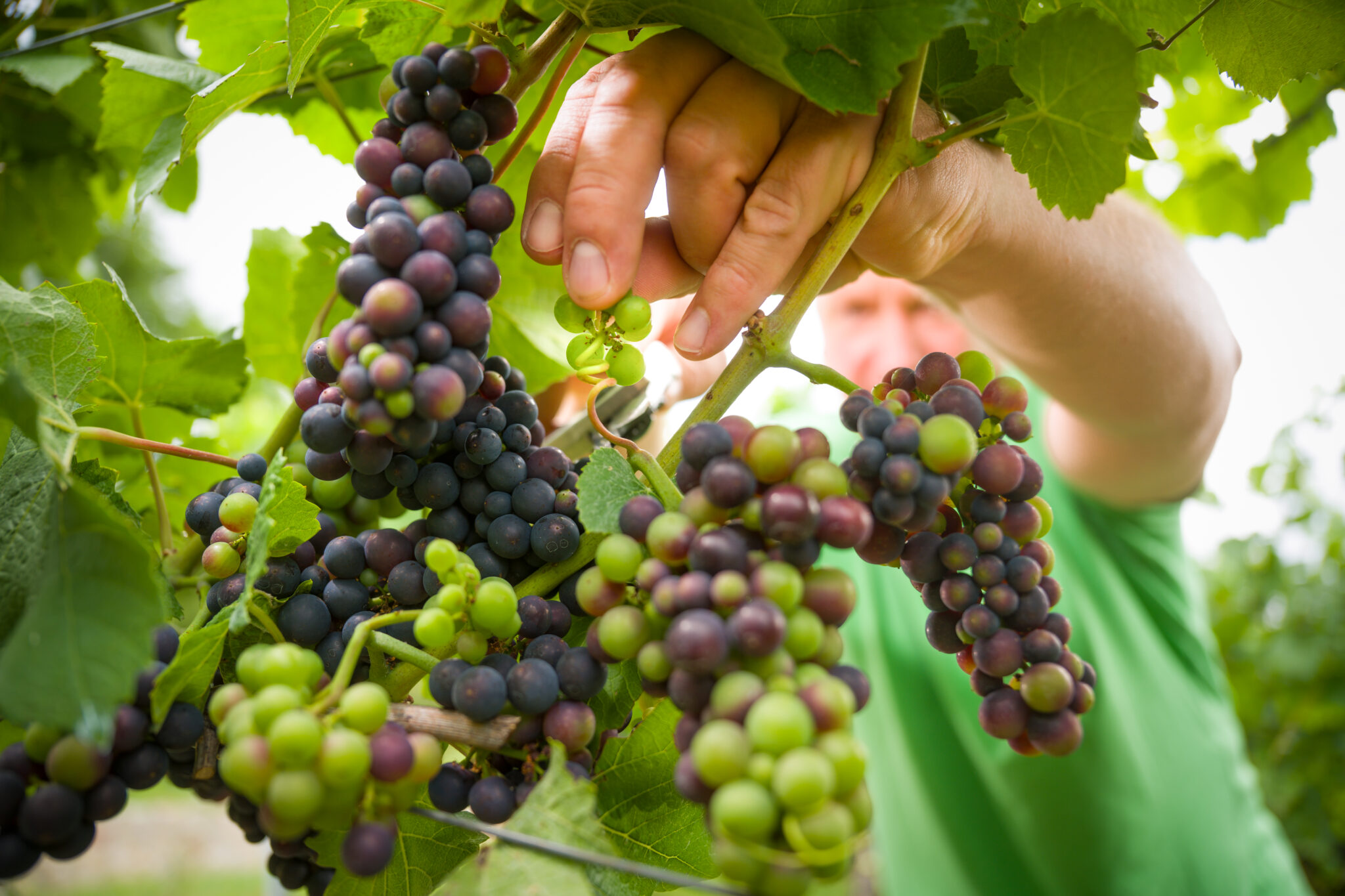Weingut Höfling