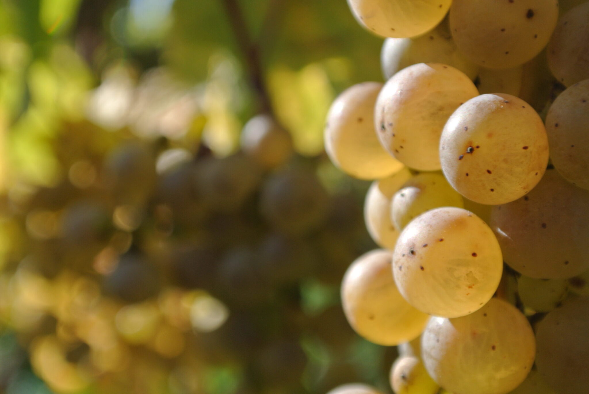 Weingut Kaspar Herke