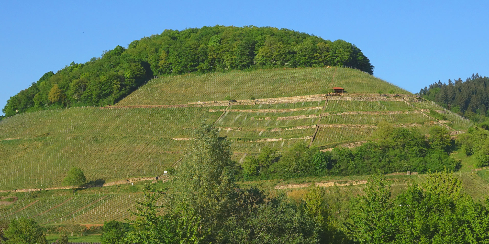 Weingut Kiefer-Seufert