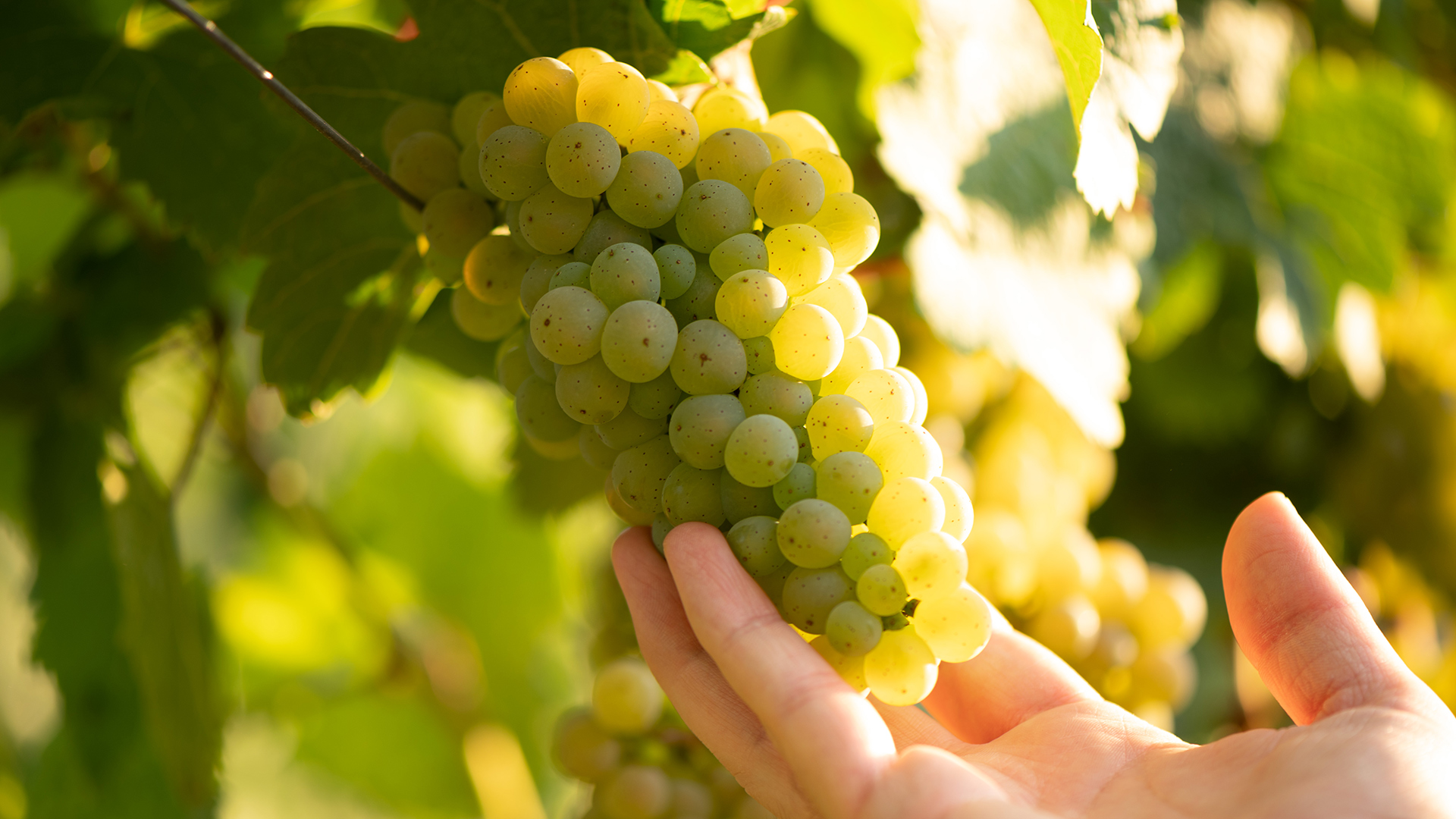 Weingut Klepper