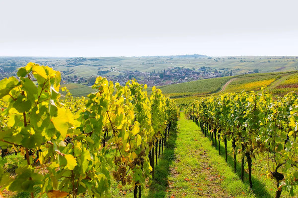 Weingut Klundt GbR