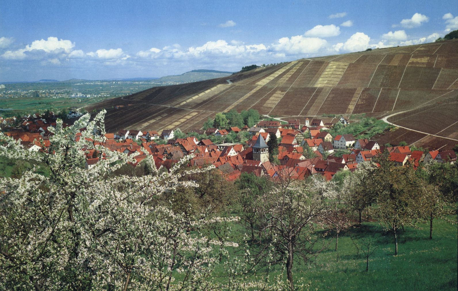 Weingut Kuhnle