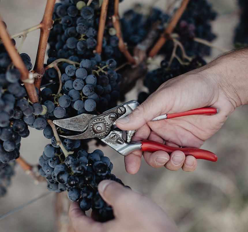 Weingut Matthias Anton