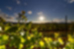 Weingut Meine Freiheit