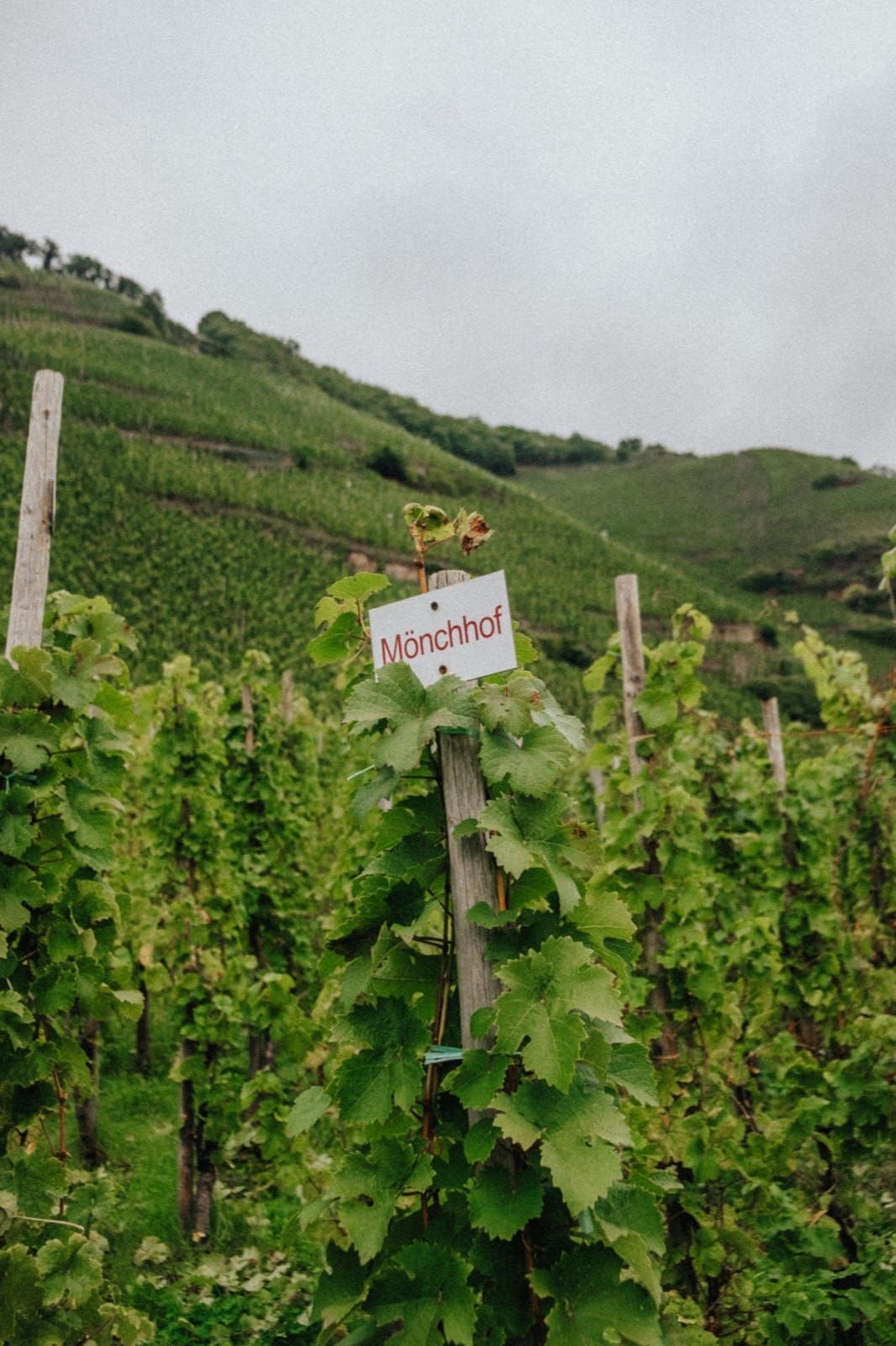 Weingut Mönchhof