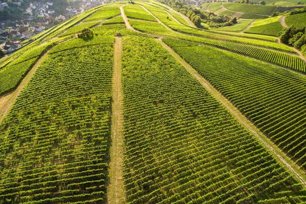 Weingut Nägelsförst