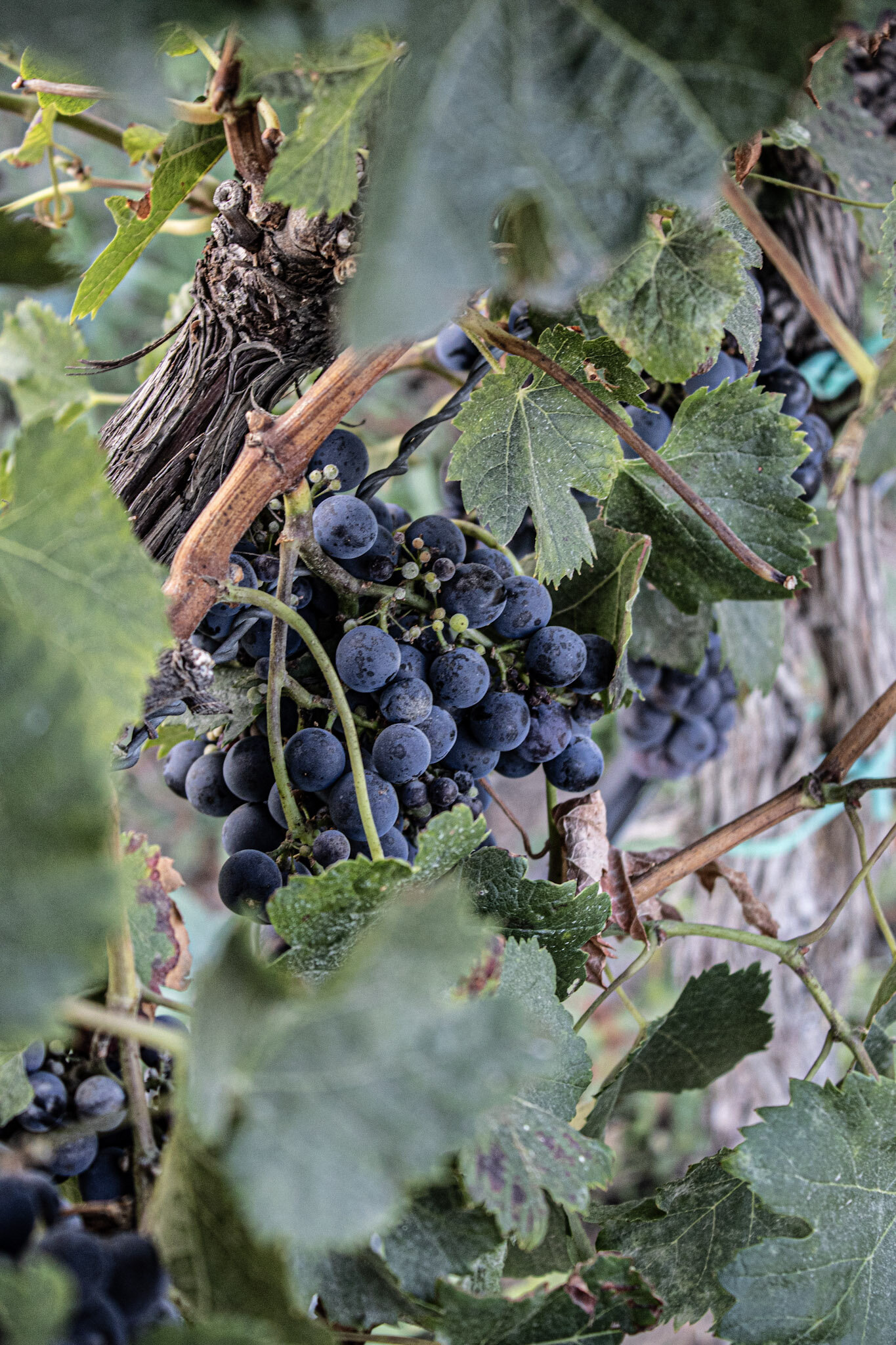 Weingut Reibold GbR