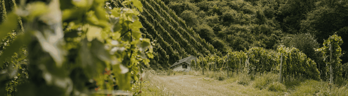 Weingut Ritter