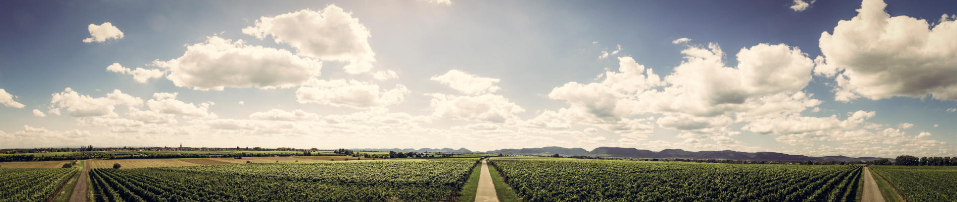 Weingut Rummel