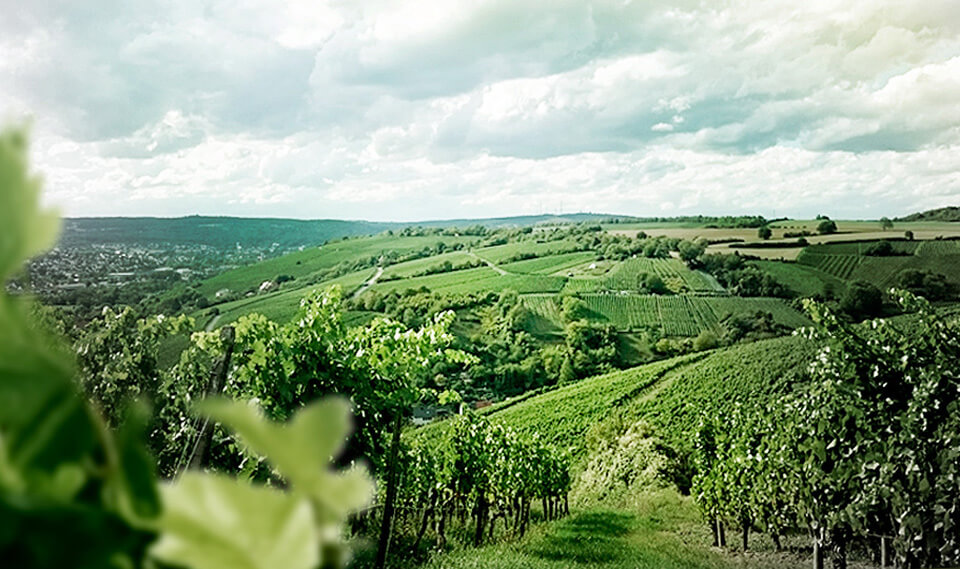 Weingut Schenk