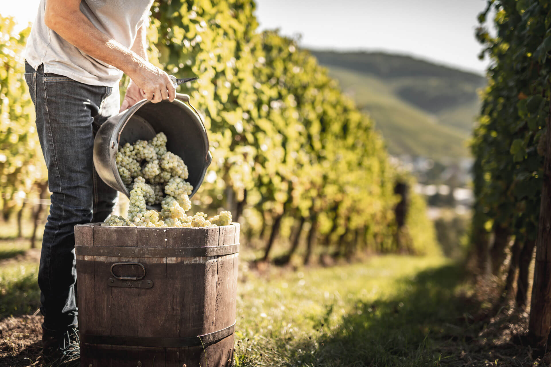 Weingut Singer-Bader und Weinkorb Vinothek