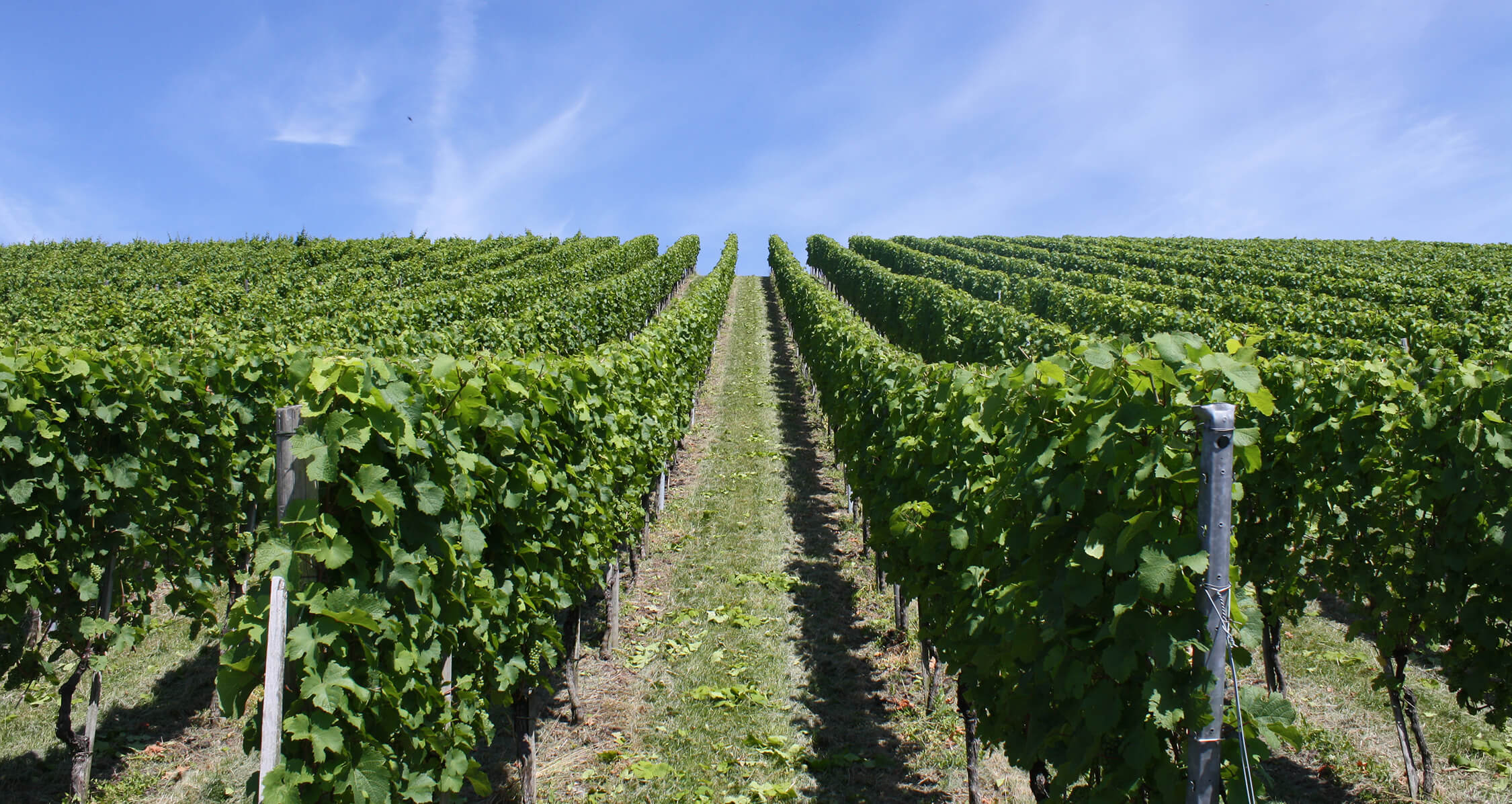 Weingut und Edelbrennerei Gemmrich