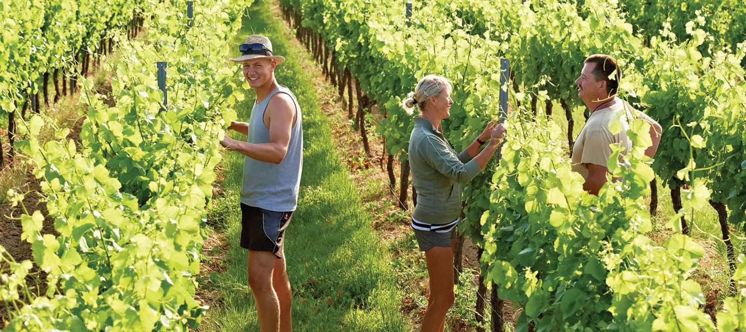 Weingut Willems & Hofmann