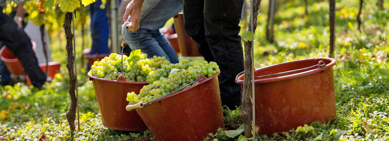 Weingut Wolfgang und Andreas Löffler