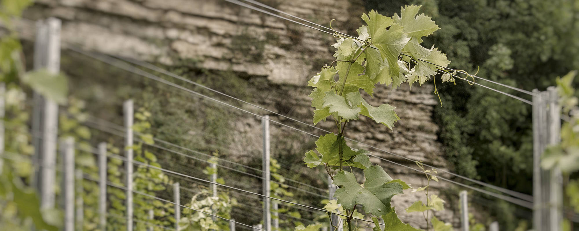Weingut Wörthmann