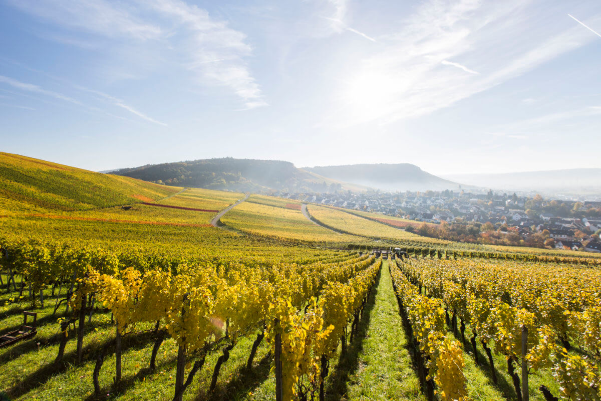 Weingut Zimmerle