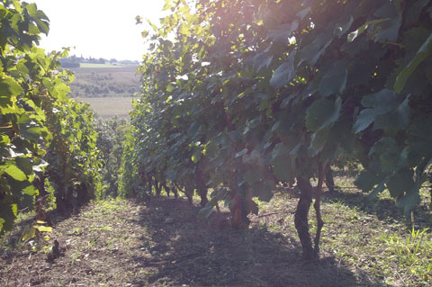 Weinhaus Gaudig