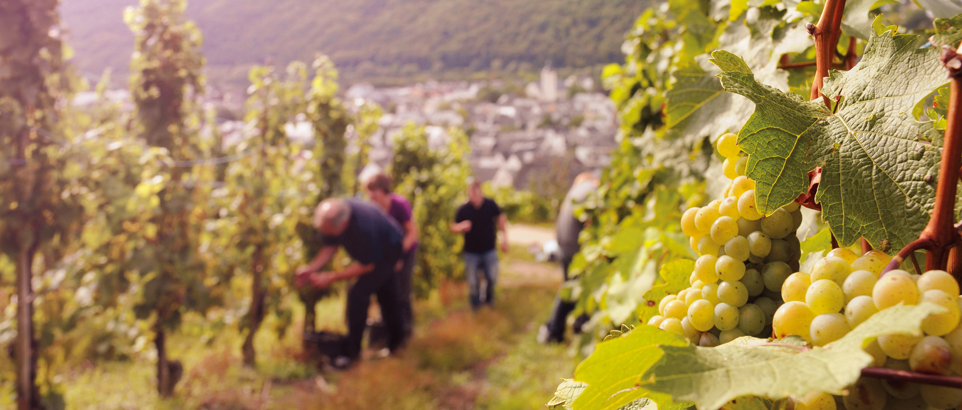Weinhaus Markus Kiebel