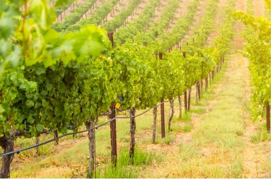 Weinkellerei Hechtsheim GmbH
