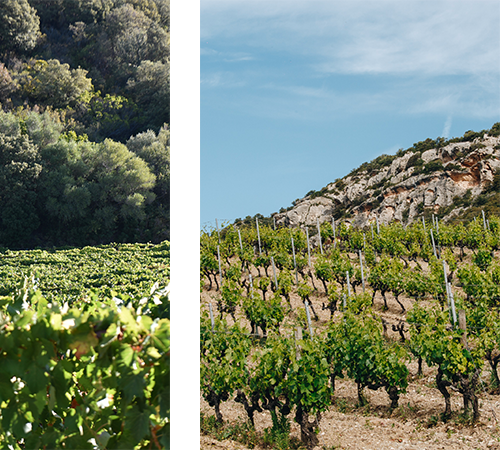 Domaine Lazzarini